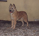 CH DK  N  V1 CAC Pelsens Scirocco