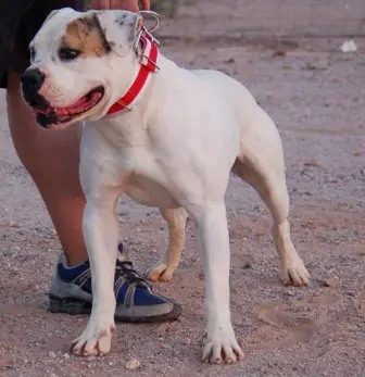 Xtremebulldogs' Boyd I Get Lucky!