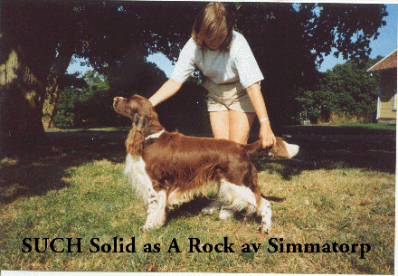 SU CH Av Simmatorp Solid As A Rock