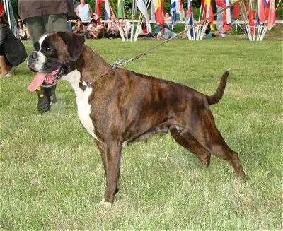 ATIBOX CH GINGER -ALE  della  Cadormare