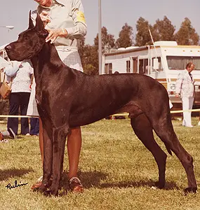 AM CAN MEX CH Aquino's Oso Negro