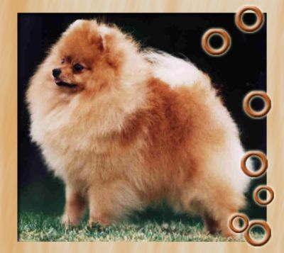 CAN CH Chriscendo Conspiracy