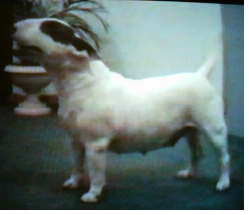 Jabula Misty Javelin