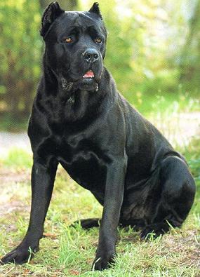 Cacao (1997)
