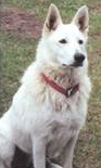 Fenton's Bonnie
