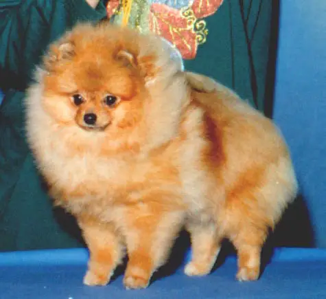 CH Daystar FG Diamond In The Ruff