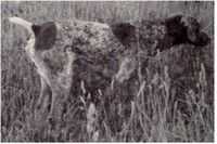 FC AFC Moesgaard's Jigs