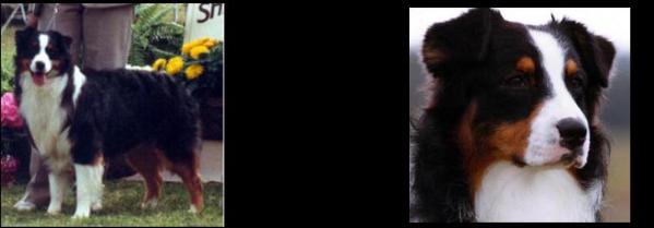 HOF CH Briarbrooks Game Plan