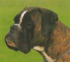 EUROPA-SIEGERIN Bonny vom Reesentor