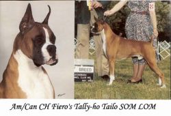 CH (AKC/CAN) Fiero's Tally-Ho Tailo