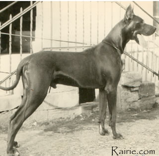 CH Cyrus Aus Dem Schwarzwald