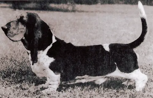 Ch. Lyn-Mar Acres M'Lord Batuff