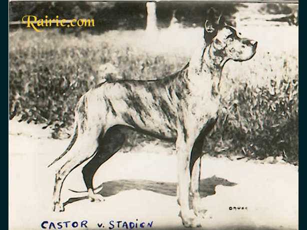 Castor vom Stadion