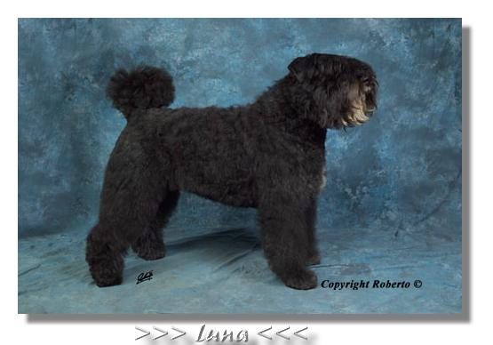 VDH CH Luna