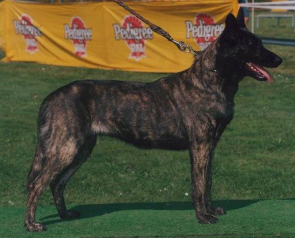 Alexis Qalt Mercator