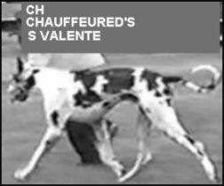CH Chauffeured's S Valente