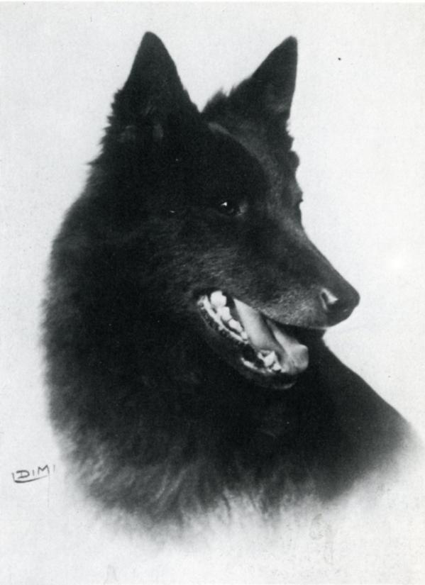 Iana du Croisé Laroche