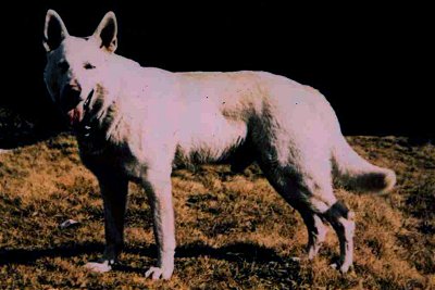 Lobo White Burch - SHSB 185624