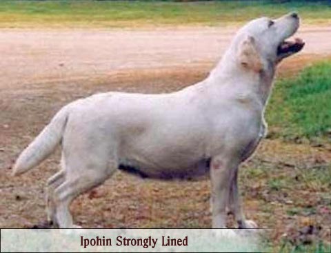 Ipohin Strongly Lined