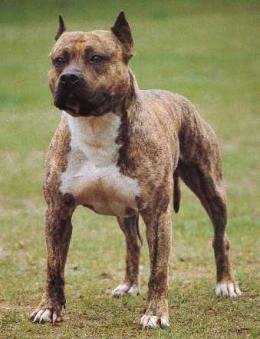 MULTI CH Sindelar's KС