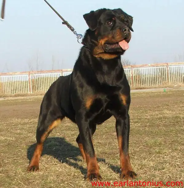 WORLDCH06,MULTIV1 Nera Earl Antonius