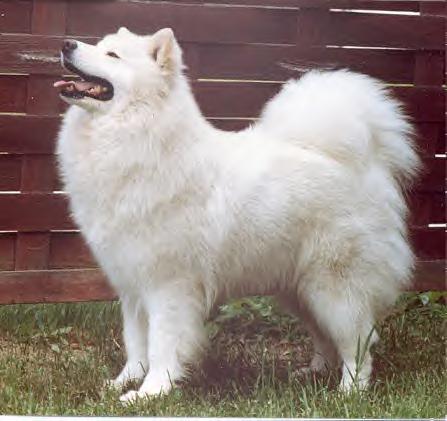 Windsong's Koko Puff