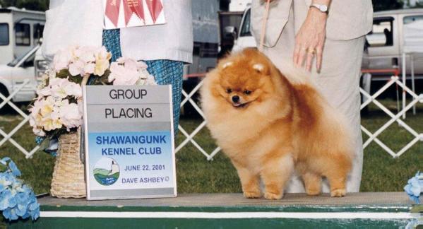 BISS AM CH Indiana Jones of Lenette