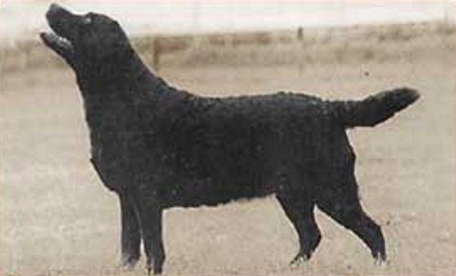 FIN CH. Loresho Fine Black Lace