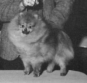 AM CH Valcopy Wakhan High Style