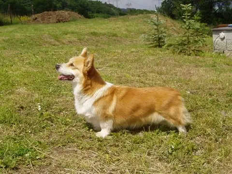 Ginger Gold z Pembroku