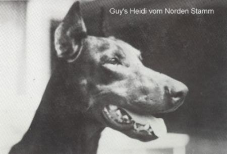 NOR CH Guy's Heidi V Norden Stamm