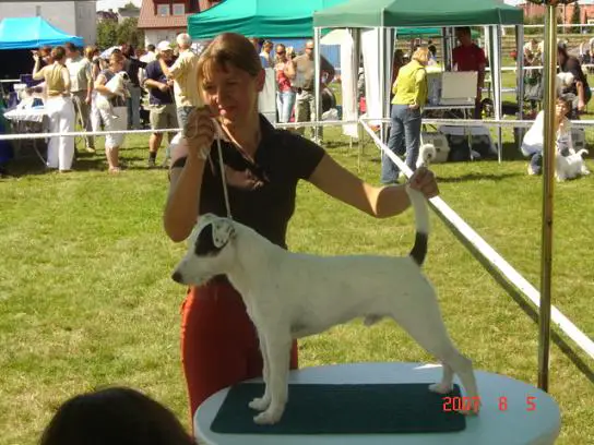 INTCH, PLJCH, PLCH REDNOCK EMIR Green Dog