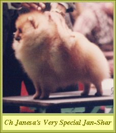 CH (AKC) Janesa's Very Special Jan Shar