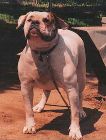 Wheeler's Miss Bully Deenine