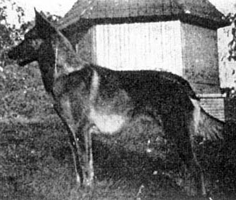 Goliath du Chalet des Glycines (BRN 7501)