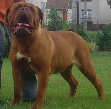 Szentleleki Voros Suzy (MET 6685)