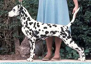 Arg Ch GRCh. Zagreb Champagne