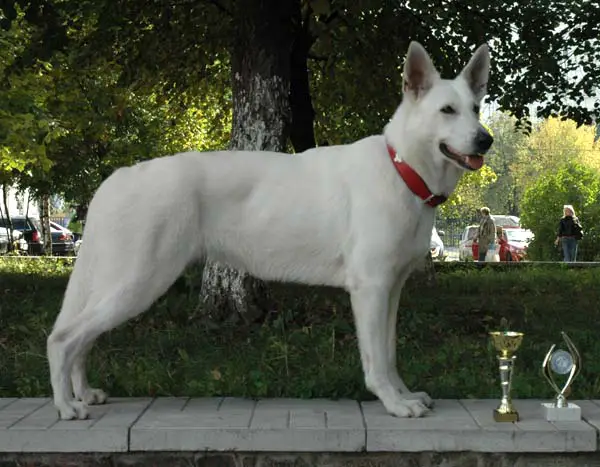 CHPL,RUS,RKF BELLA ZORA Biala Pasja