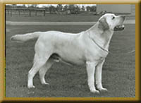 Carromer Wild About Harry