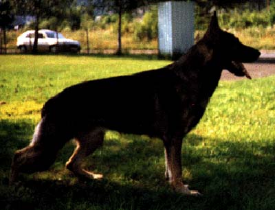 SG Droll vom Asbrook