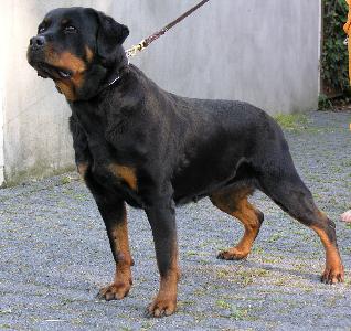 Cleopatra vom Hammerbachtal