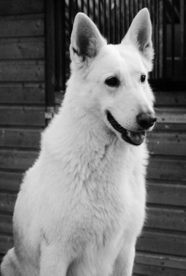 Happy Kimba the Lovely White Shepherd