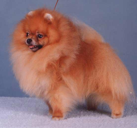 AM CH Bi-Mar's Grasshopper