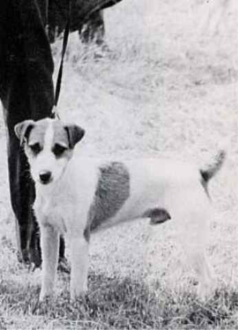 Sayner's Sam of Bower