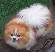 Del Rey Revolutionary Star