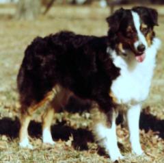 CH Fieldmasters Nik Nak