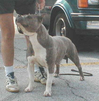 Pirouette's Raider of Hearts