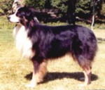 HOF ASCA Ch. Windermeres Sunshine of Bonnie Blu