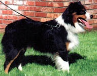 CH Wanna'be Just Ducky of A.L.