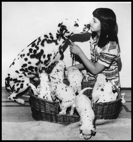 Ch. Tamara of Watseka